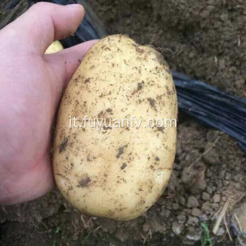 Alta qualità buona gustosa patata fresca